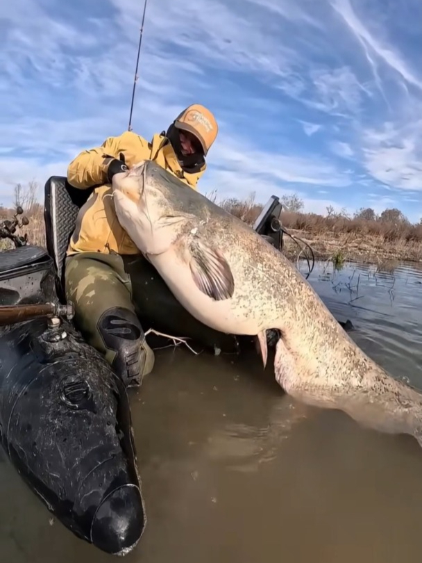 从没见过这么大的鲶鱼,真的开眼了
