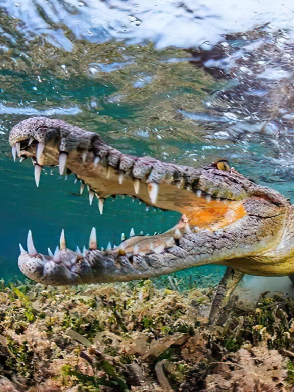 鲨鱼把鳄鱼拖进了深海