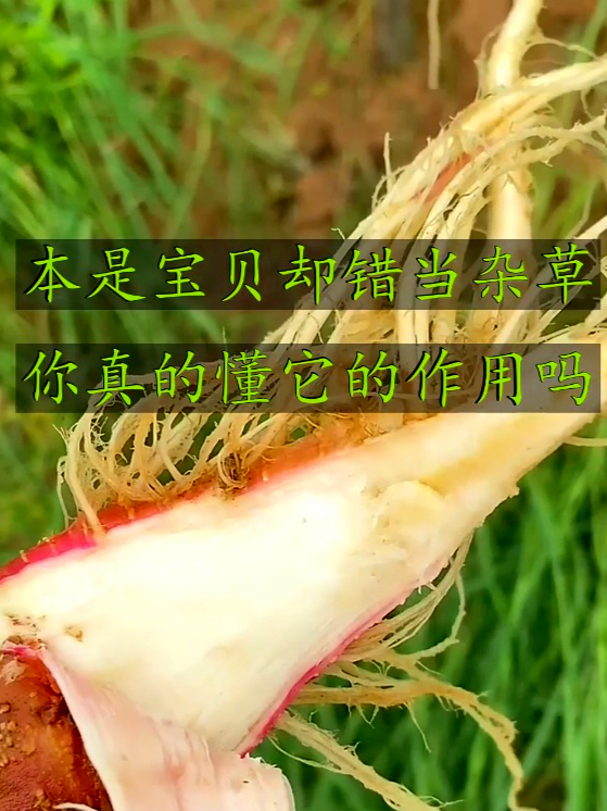 刺苋也叫野苋菜,食用后可以增强体质,提高免疫力