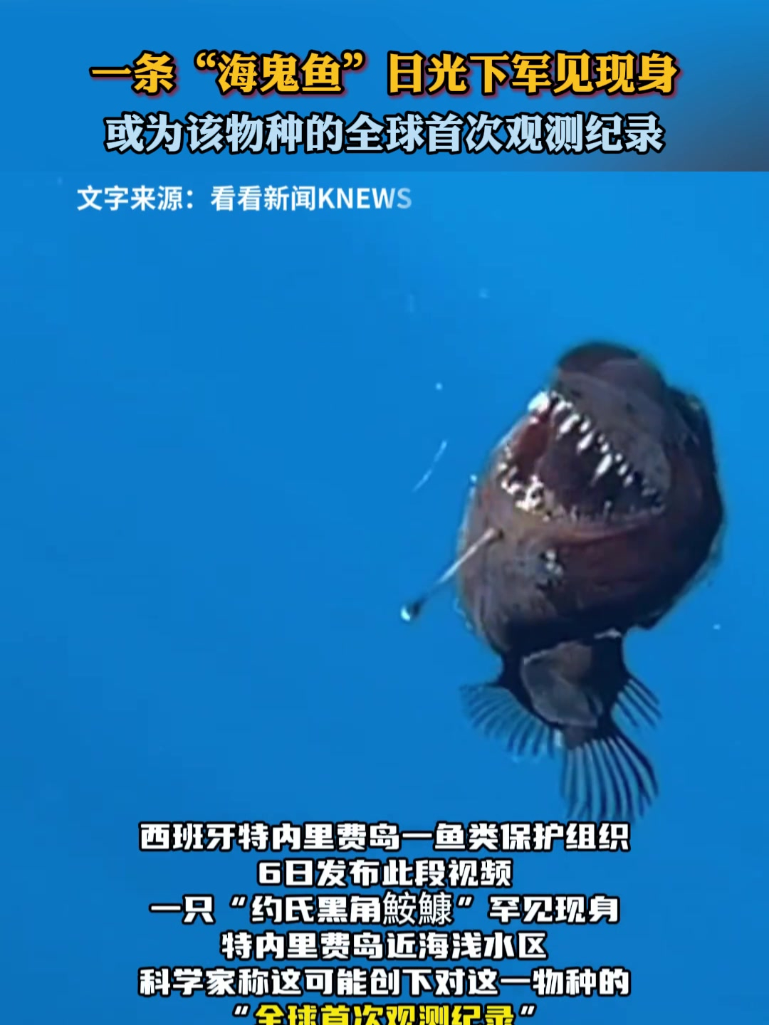 一条“海鬼鱼”日光下罕见现身,或为该物种的全球首次观测纪录