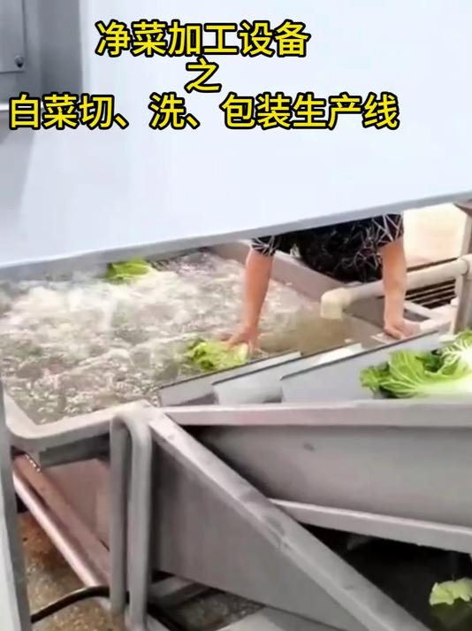 白菜、大头菜等新鲜蔬菜的切、洗设备助力半成品净菜的加工生产