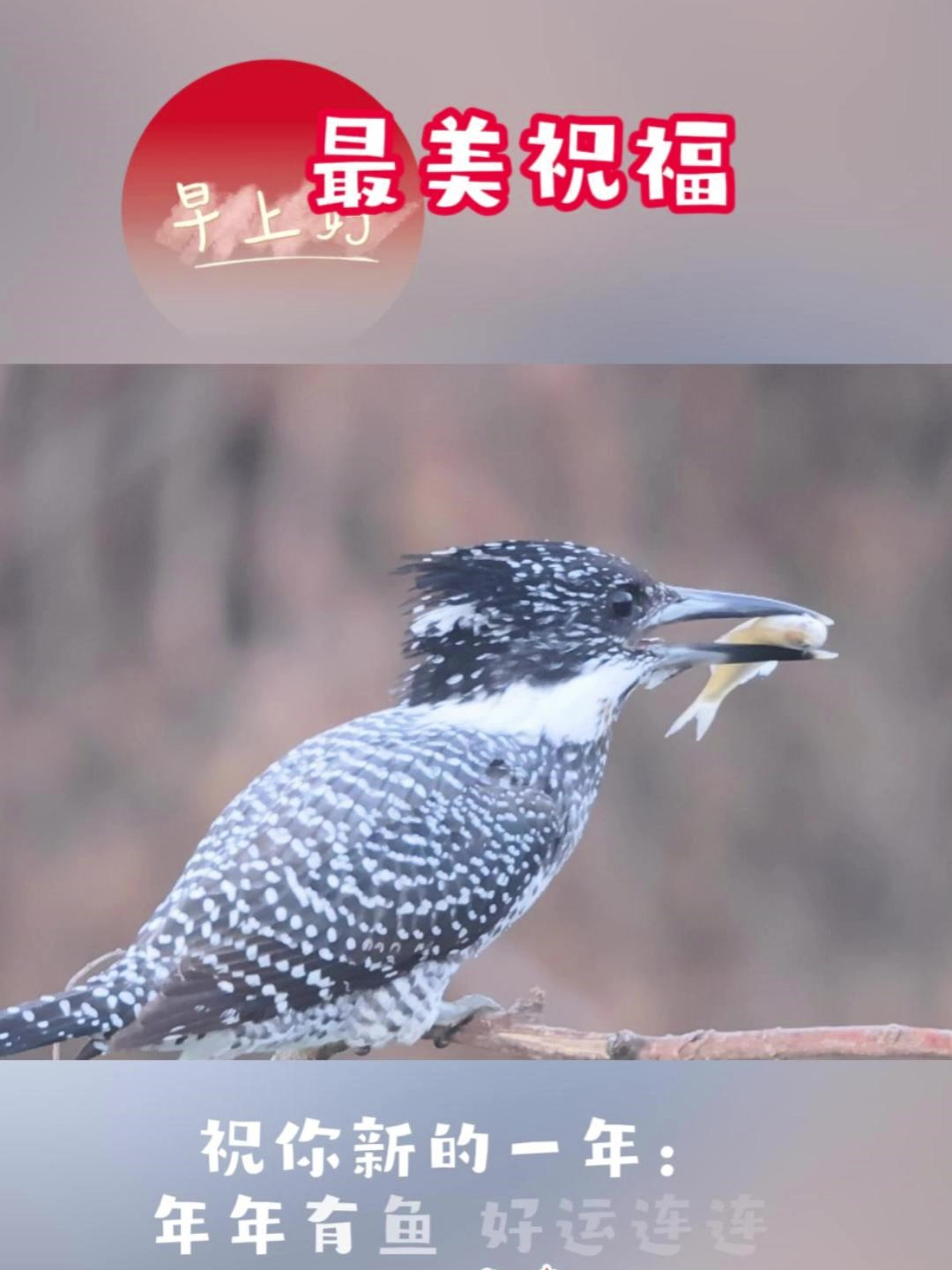 最美祝福赠给你:祝你年年有鱼,好运连连