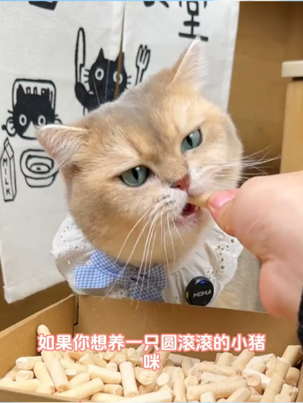 宝迪路冻干羊奶棒,宠物界的营养小秘密