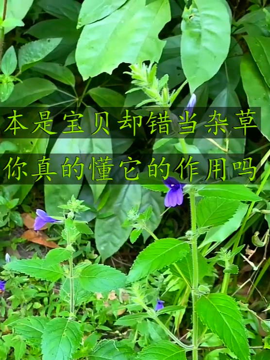 毛麝香也叫五凉草,要是被蚊子咬了,可以把它捣碎擦一擦
