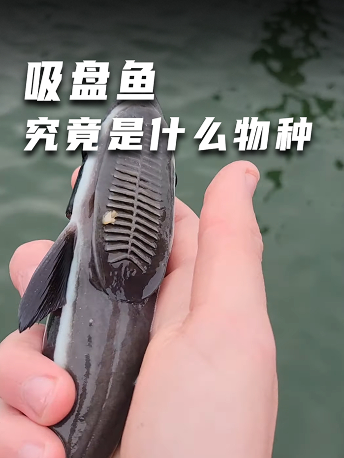 海洋界的“狗皮膏药”吸盘鱼凭实力躺赢!