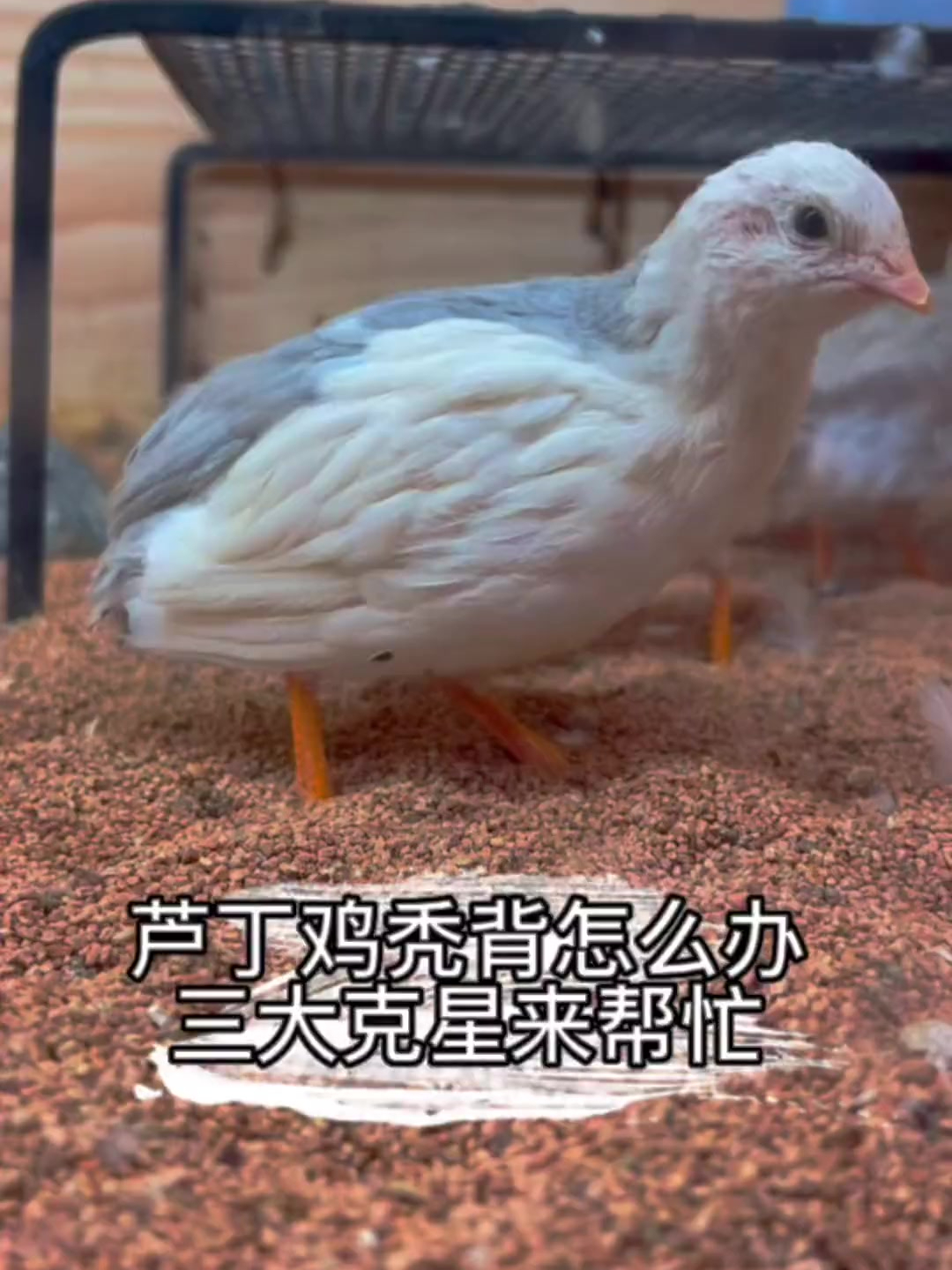 芦丁鸡 秃背掉毛怎么办?很漂亮的小鸡因秃背而变丑