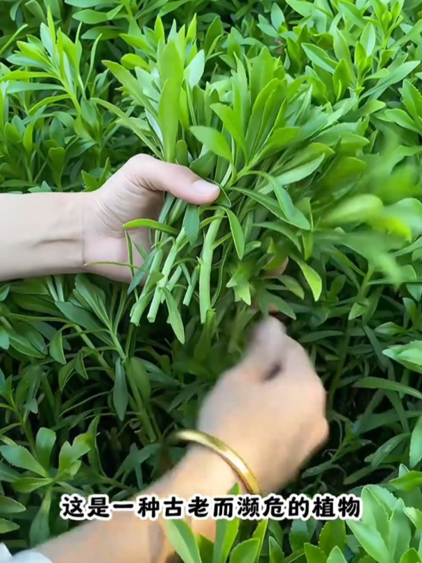 养心菜撒籽就长,种子丢哪儿长哪儿,一个月采收