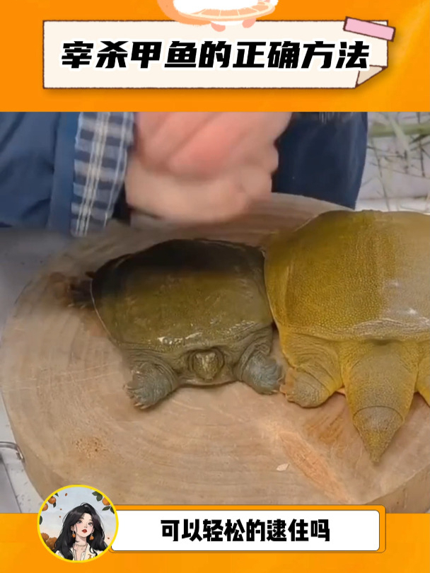 博主展示宰杀甲鱼的正确方法,没想到差点翻车!