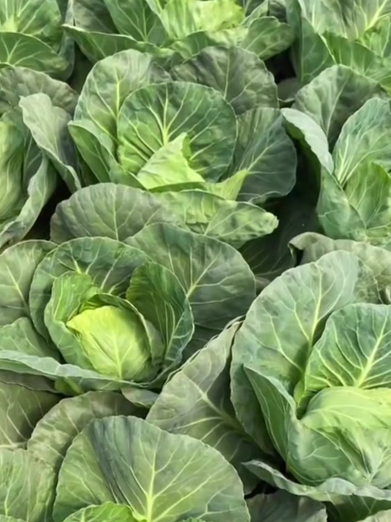 按节气种菜,这份时间表让你轻松掌握种植时机!