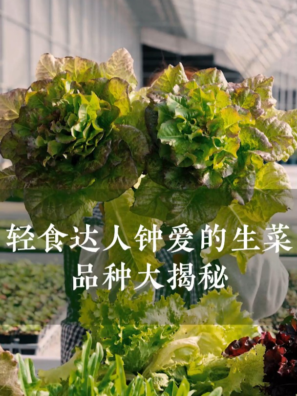 轻食达人钟爱的生菜,品种大揭秘