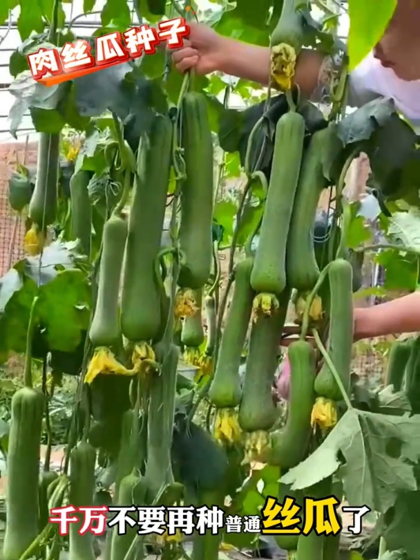 一包肉丝瓜种子,阳台变菜园,全家享健康