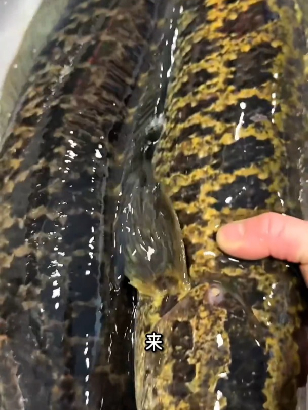 暴雨过后抓大斑鱼