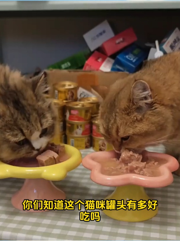 麦富迪猫咪罐头精选:白肉吞拿鱼小金罐,品质之选,喵星人最爱!