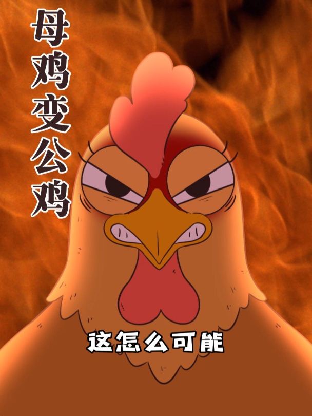 环境改变鸡,母鸡变公鸡竟然是这个原因?