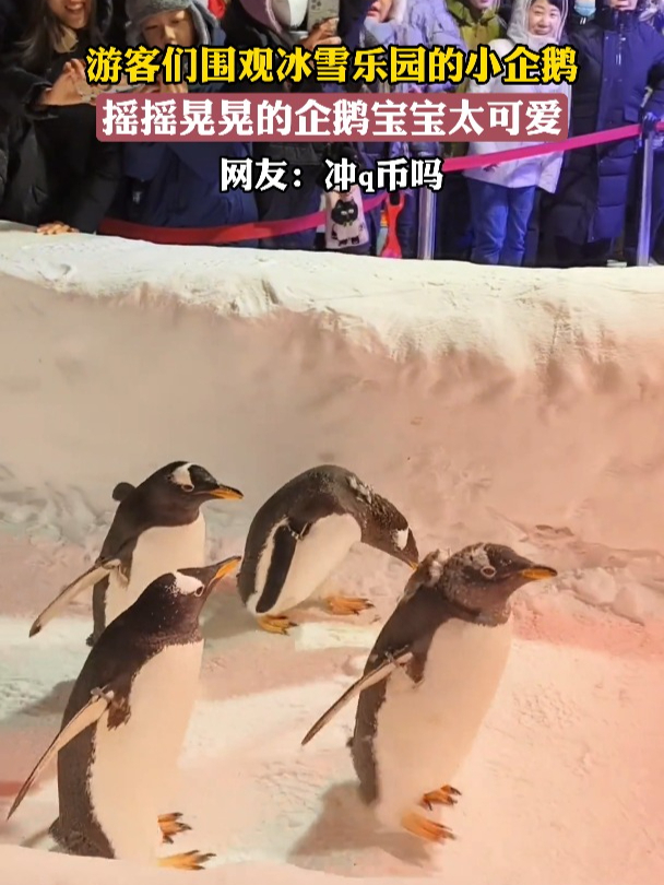 游客们围观冰雪乐园的小企鹅,摇摇晃晃的企鹅宝宝太可爱