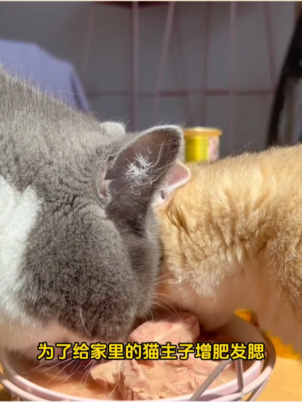 麦富迪猫咪罐头评测:白肉吞拿鱼小金罐,打开喵星人的味蕾新世界