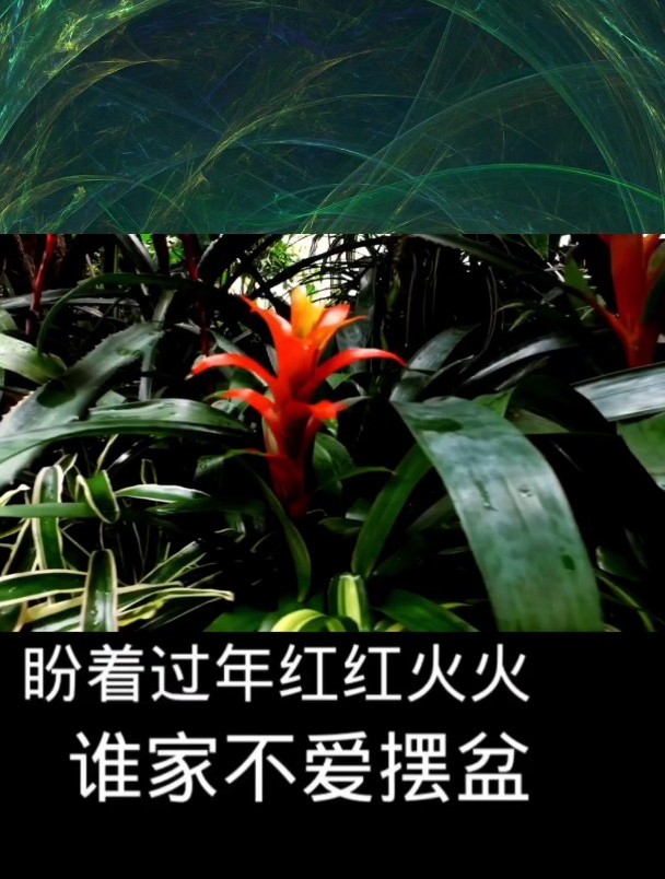 鸿运当头花冬天怎么养?