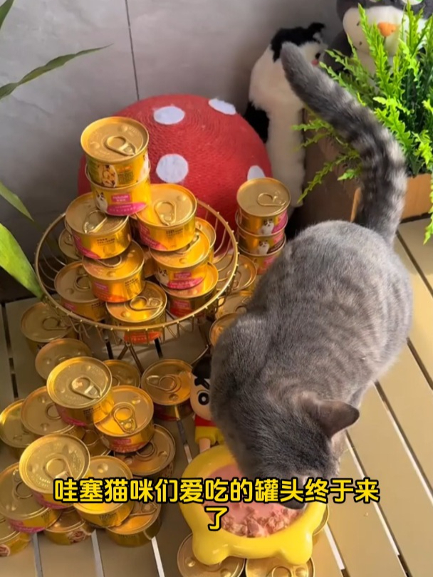 喵星人的味蕾盛宴:麦富迪85g白肉吞拿鱼罐头