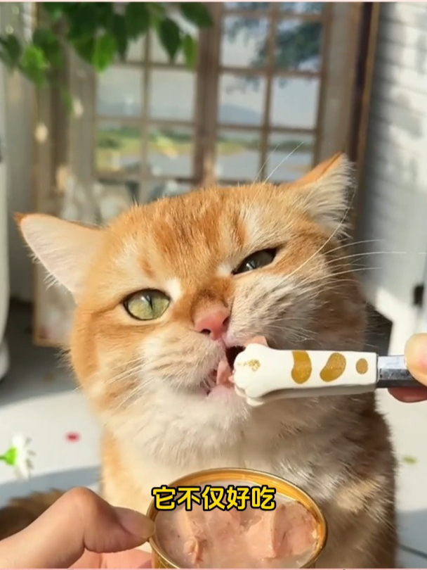 麦富迪猫咪罐头:白肉吞拿鱼小金罐,鲜美滋味让喵星人欲罢不能!