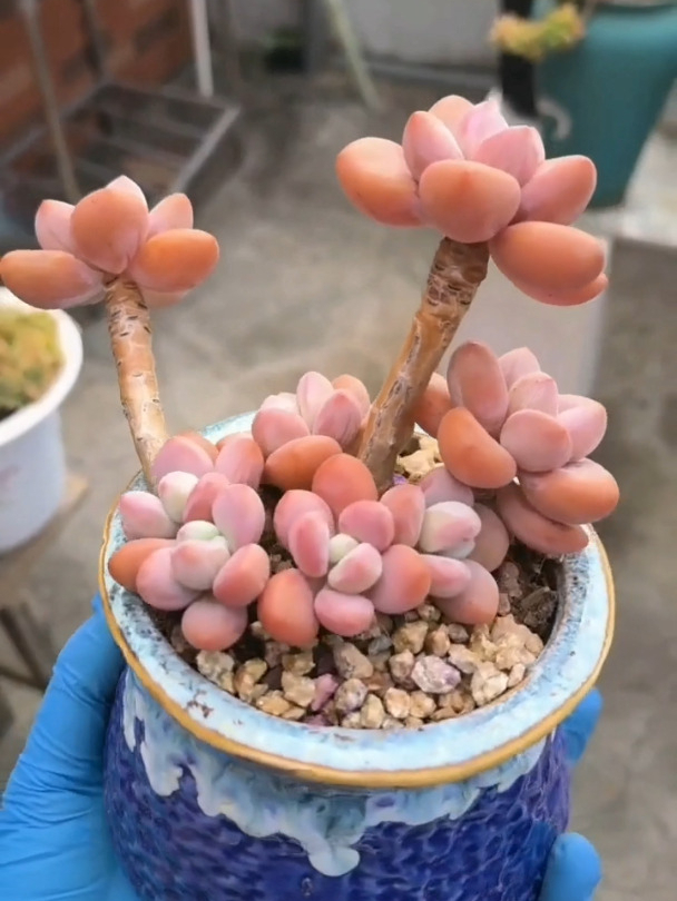 多肉小老桩,控成这样你感觉怎样?很漂亮吧?