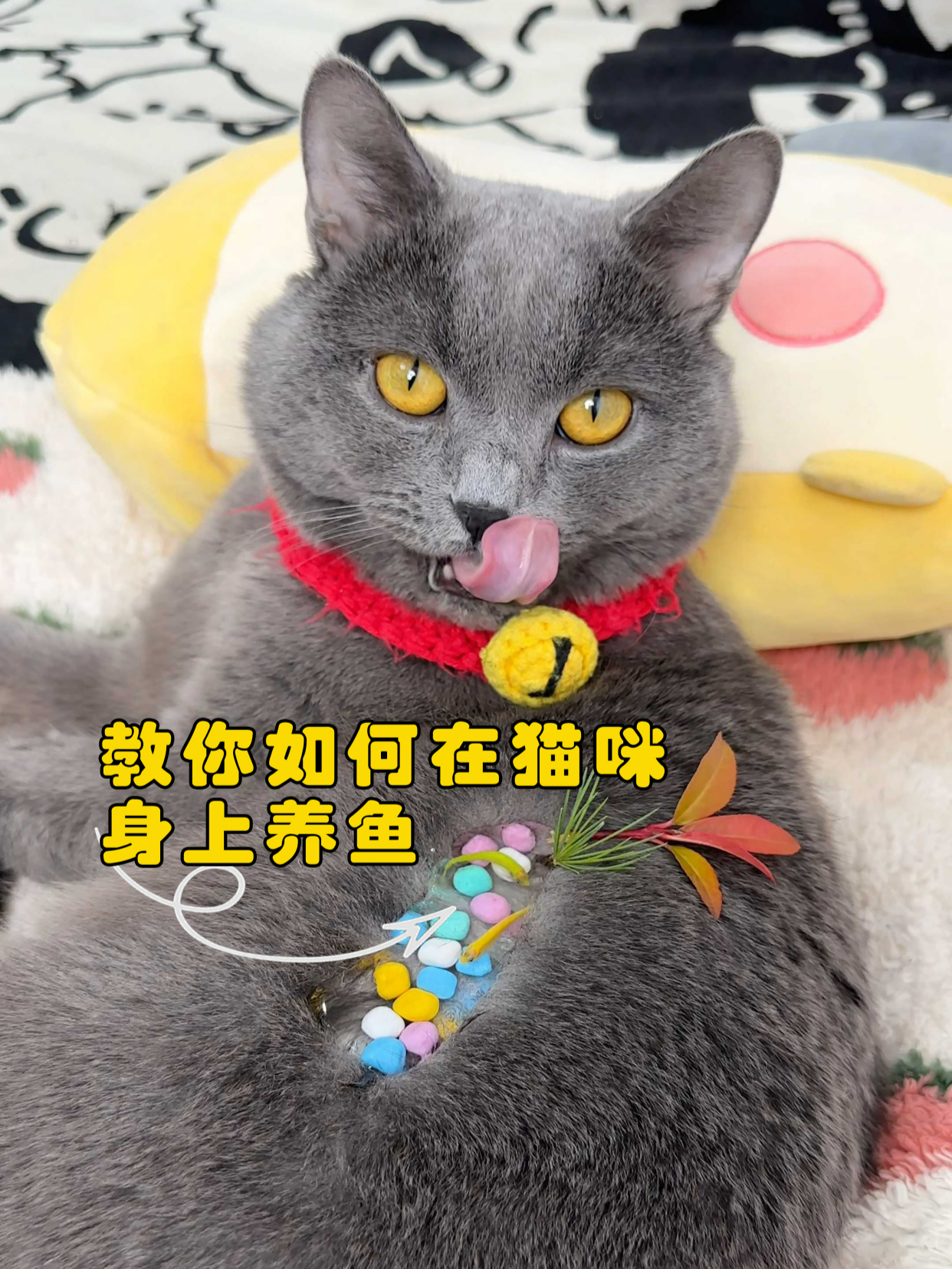教你如何在猫咪身上养鱼!