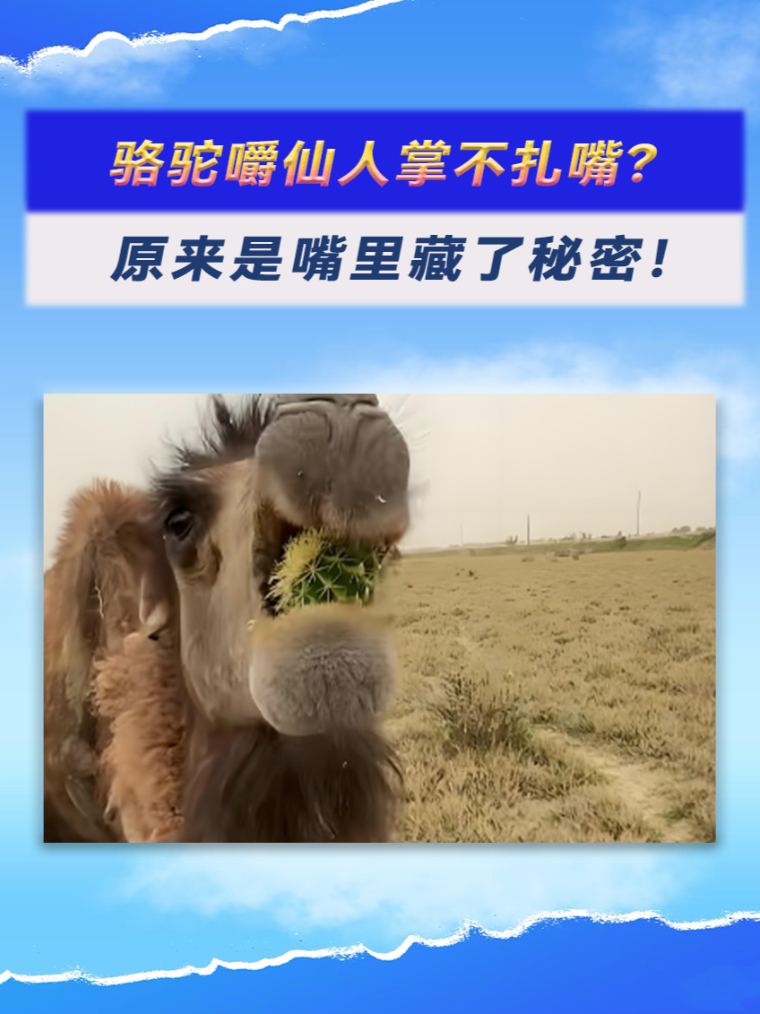 骆驼嚼仙人掌不扎嘴?原来是嘴里藏了秘密!涨知识了