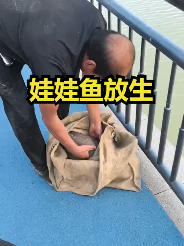 娃娃鱼放生的场景