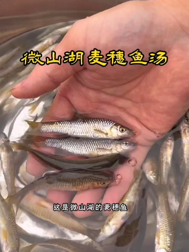 微山湖的特色菜,微山湖麦穗鱼汤