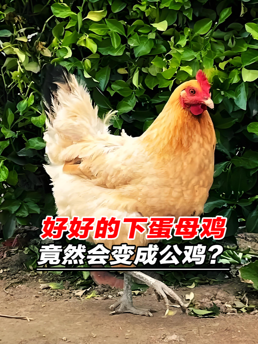 离了个大普,好好的下蛋母鸡竟然会自己变成公鸡?涨知识了