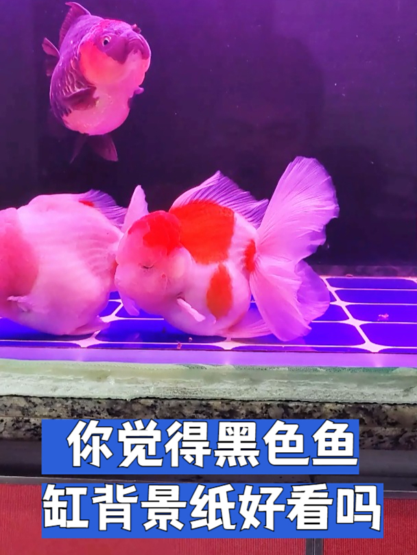 你们觉得黑色鱼缸背景纸好看吗
