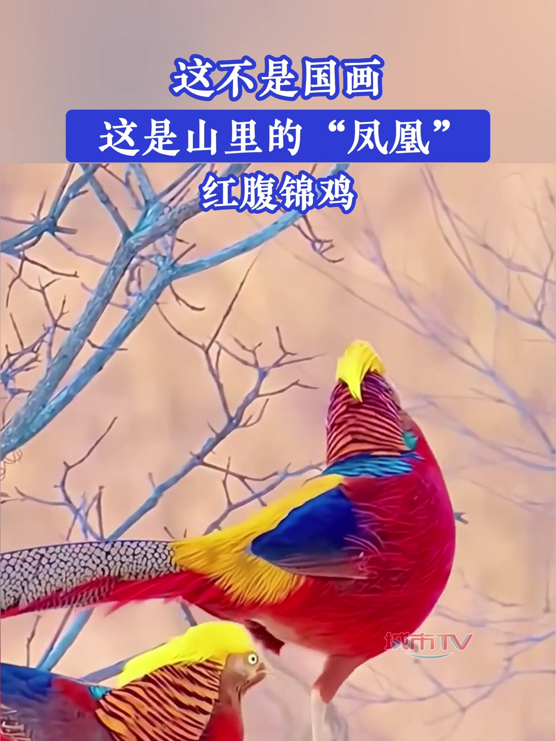 这不是国画,是山里的“凤凰”——红腹锦鸡!