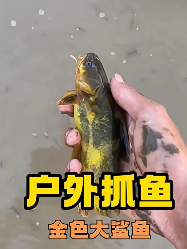你们见过这么大的金色大鲨鱼吗