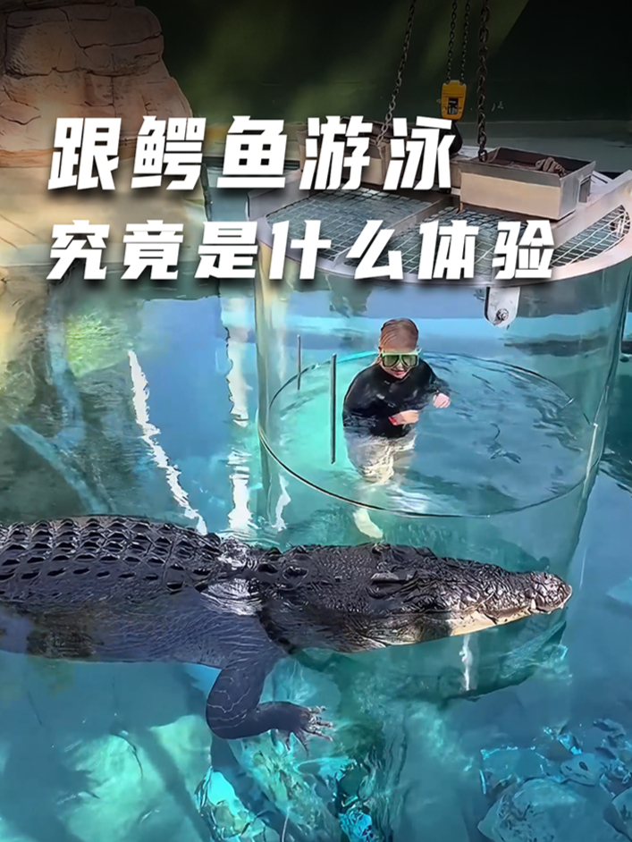 跟鳄鱼一起游泳,你敢来吗?