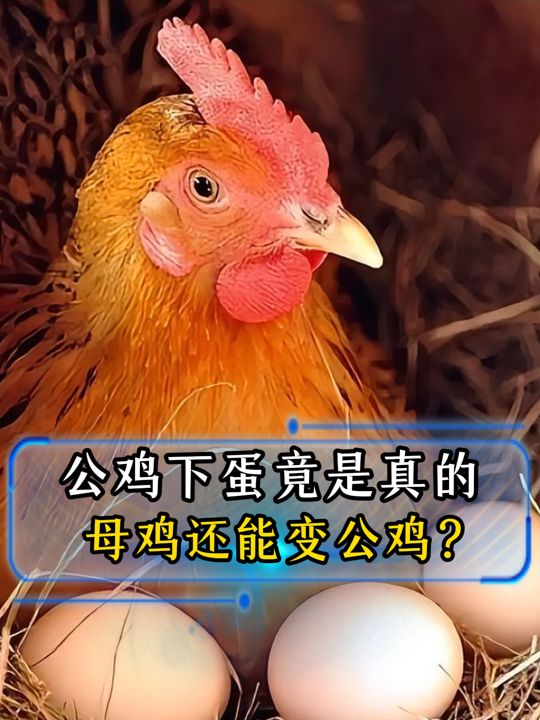 公鸡下蛋竟是真的?鸡群里没有公鸡就会有母鸡变性?涨知识了