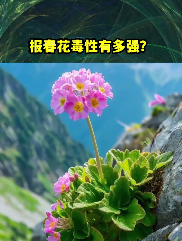 报春花毒性有多强?