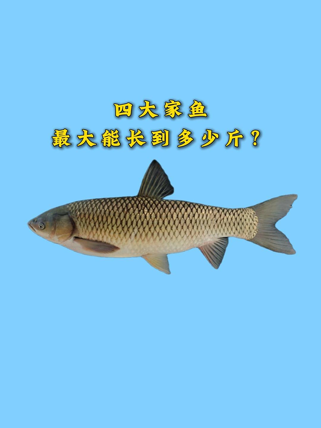 野生的四大家鱼,最大能长到多少斤?