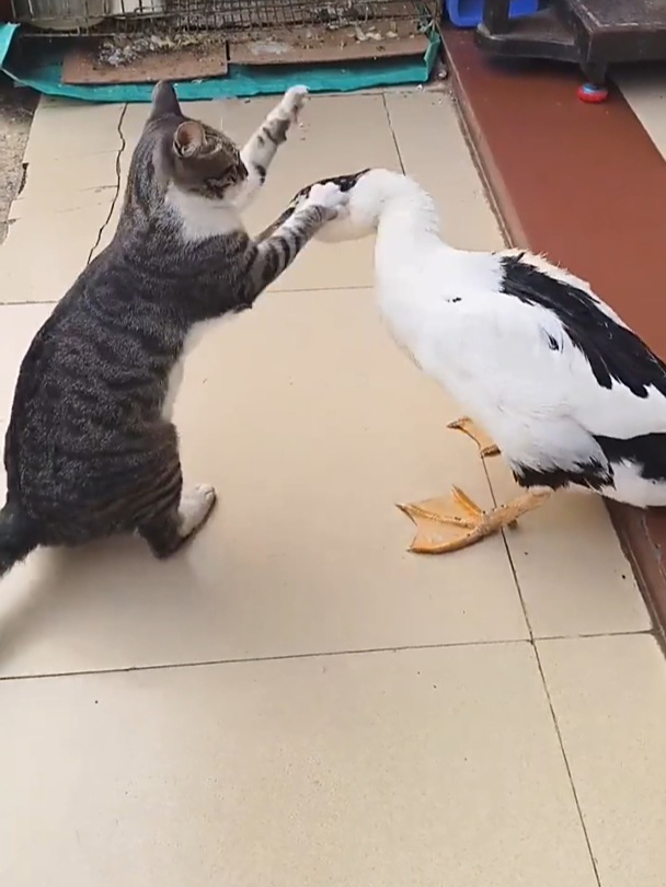 猫鸭大战现场直播,猫咪都快招架不住鸭子的鸭喙了