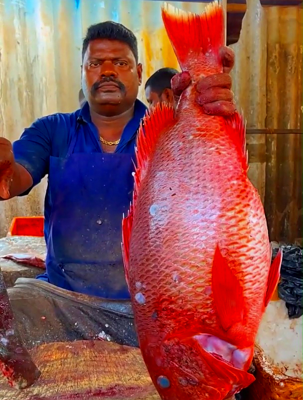 印度人都是如何处理大红鱼的,这刀工很厉害啊,看着很解压