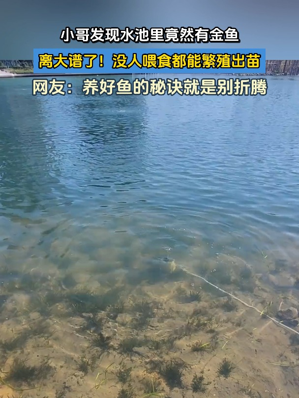 小哥发现水池里竟然有金鱼,离大谱了!没人喂食都能繁殖出苗