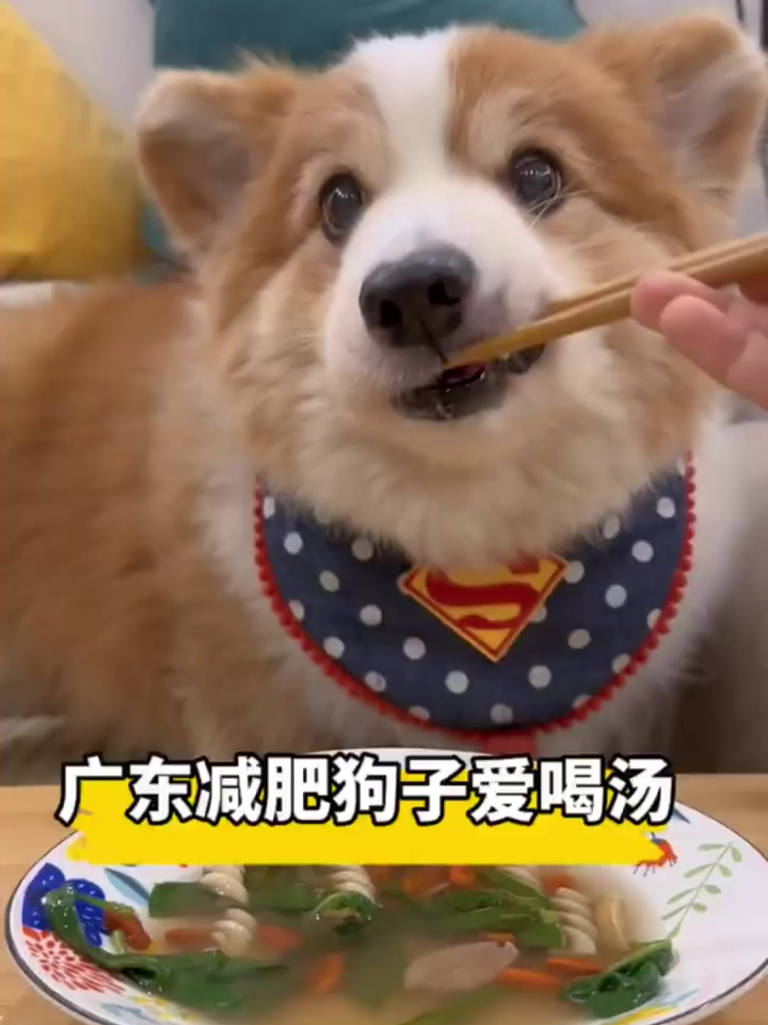 广东减肥狗子爱喝汤之枸杞叶鸭肉鸡肝汤