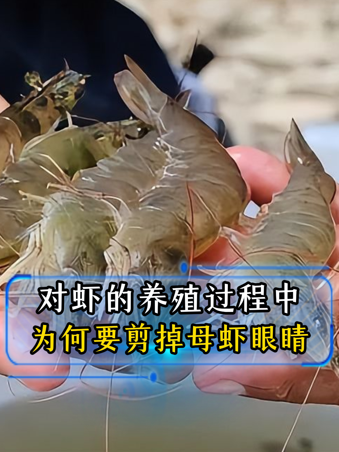 在对虾的养殖过程中,为什么要剪掉母虾的一只眼睛?涨知识了