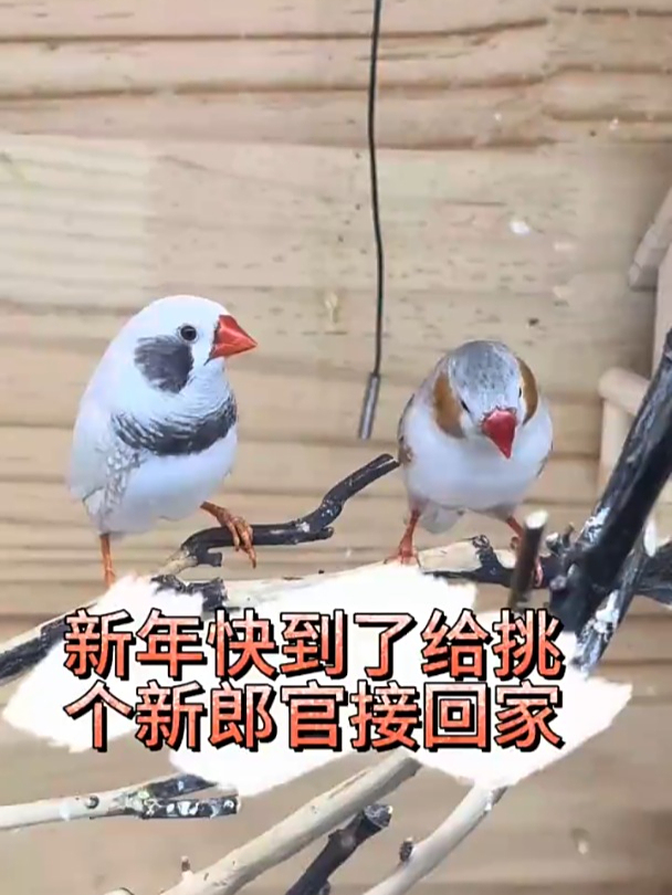 给小鸟接个对象回来,连宠物都有对象了,你有了没?