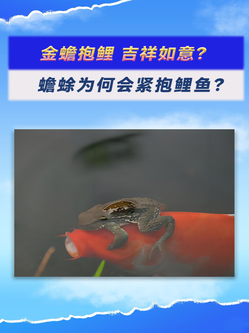 金蟾抱鲤,吉祥如意?蟾蜍为何会紧抱鲤鱼?涨知识了
