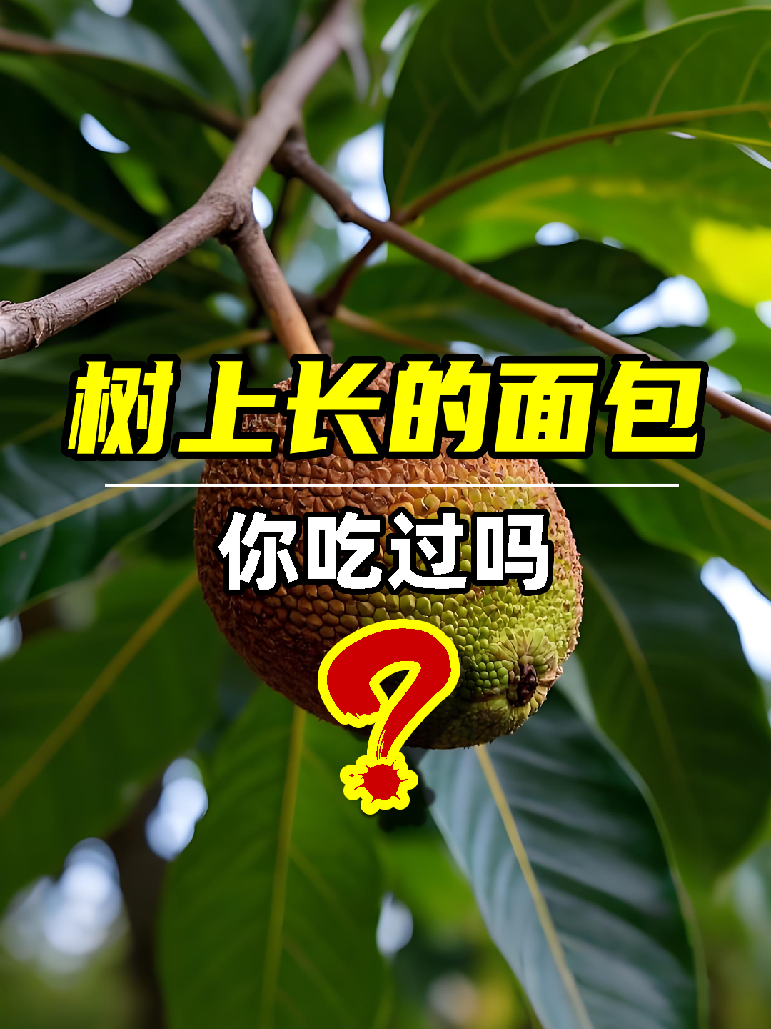 树上长的面包,你吃过吗?