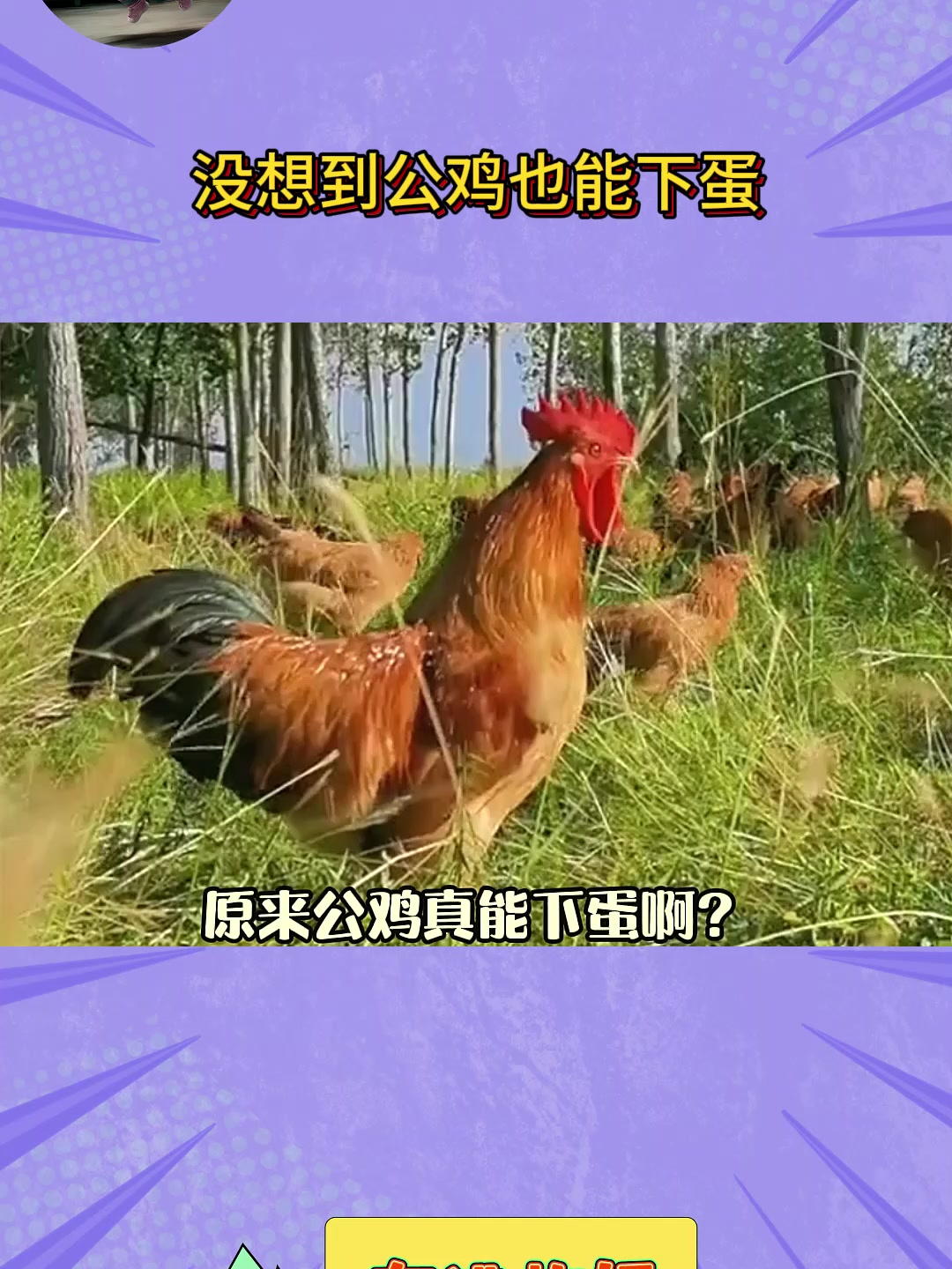 没想到公鸡也能下蛋