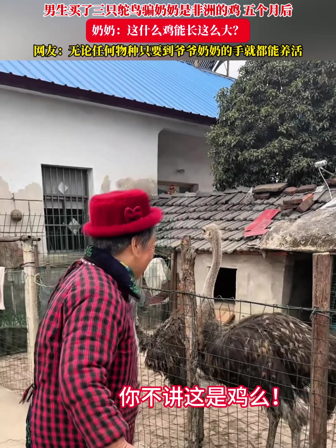 男生买了三只鸵鸟骗奶奶是非洲的鸡,奶奶:这什么鸡能长这么大?