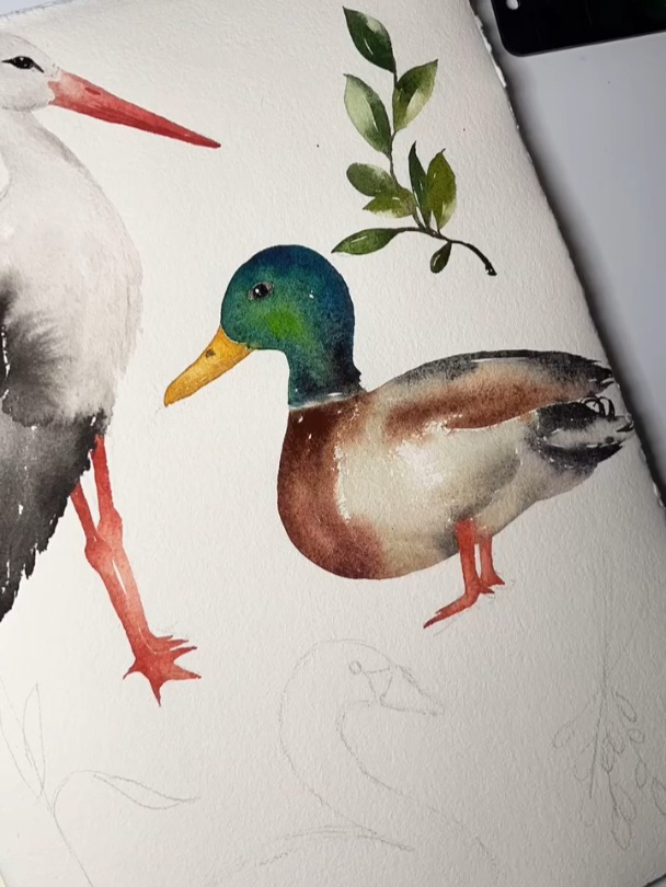 如何用水彩画鸭子