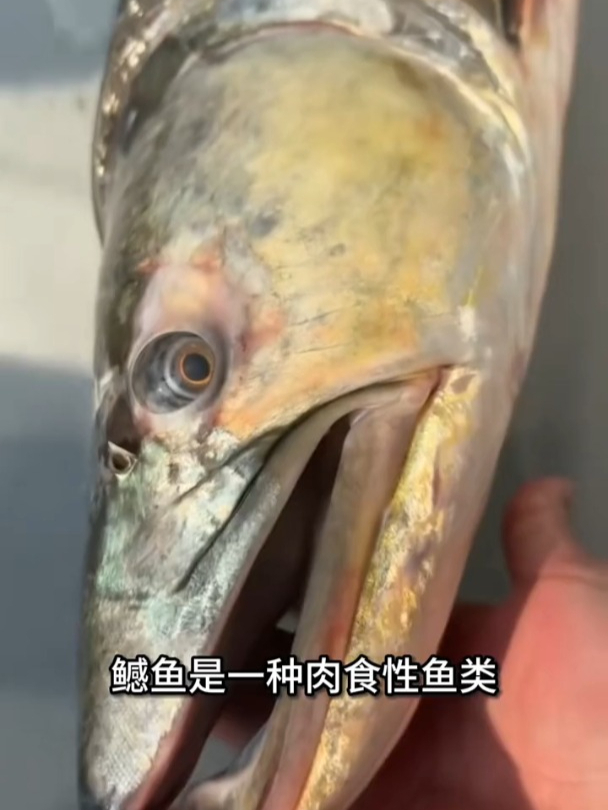 被人们称为淡水之王的大鳡鱼