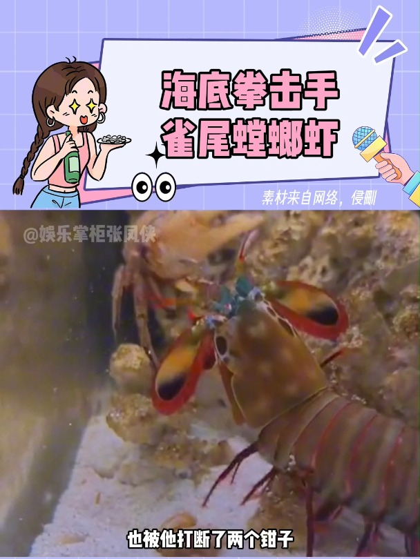 雀尾螳螂虾这么恐怖的吗?一拳能干出火花,号称海底的一拳超人