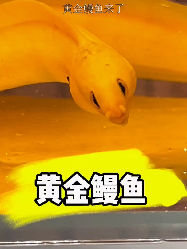 黄金鳗鱼来了